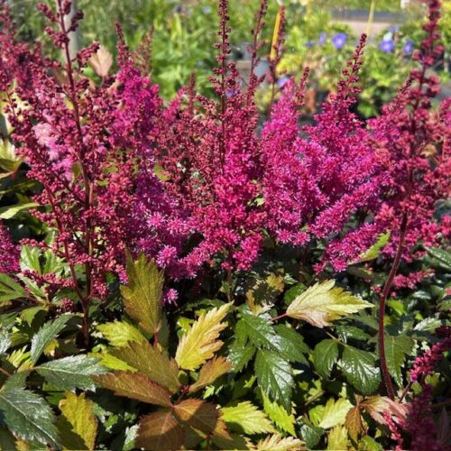 Astilbe Japonica 'Elisabeth van Veen'