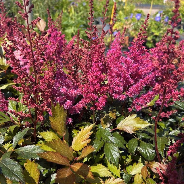 Astilbe Japonica 'Elisabeth van Veen'
