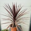 Cordyline Red star 90 cm