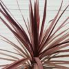 Cordyline Red star 90 cm