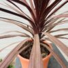 Cordyline Red star 90 cm