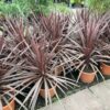 Cordyline Red star 90 cm (Koolpalm)