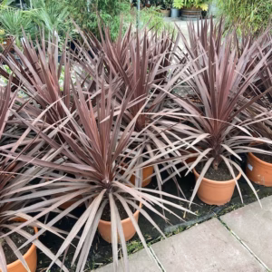 Cordyline Red star 90 cm (Koolpalm)
