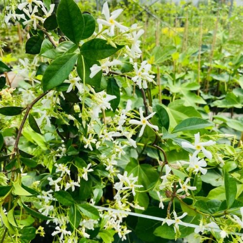 Trachelospermum jasminoides (Toscaanse Jasmijn) wit 180 cm