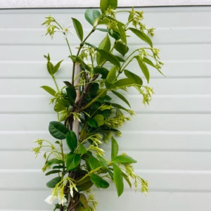 Trachelospermum jasminoides (Toscaanse Jasmijn) wit 180 cm
