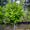 Laurus nobilis (Laurier) op stam met bol 120 cm