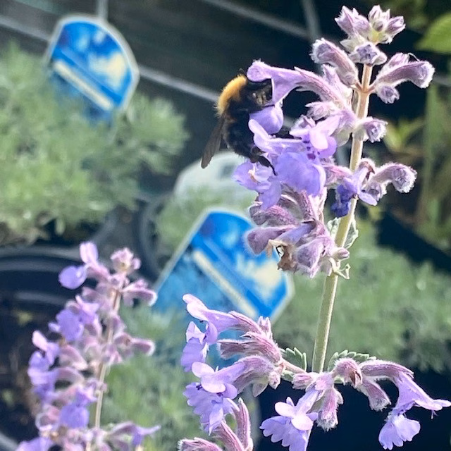 Nepeta 'Six Hills Giant' (Kattenkruid)