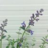 Nepeta 'Six Hills Giant' (Kattenkruid)