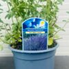 Nepeta 'Six Hills Giant' (Kattenkruid)