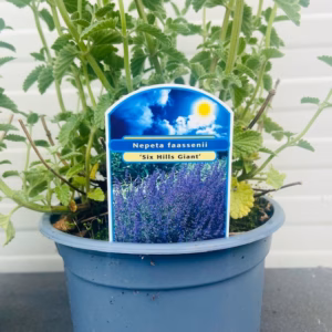 Nepeta 'Six Hills Giant' (Kattenkruid)