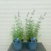 Nepeta 'Six Hills Giant' (Kattenkruid)