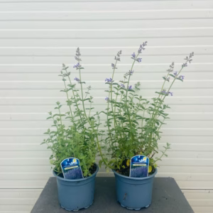 Nepeta 'Six Hills Giant' (Kattenkruid)