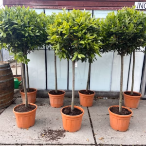 Laurus nobilis (Laurier)