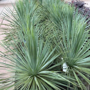 Yucca rostrata (Snavelyucca)