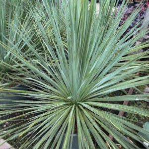 Yucca rostrata (Snavelyucca)