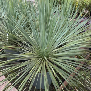 Yucca rostrata (Snavelyucca)