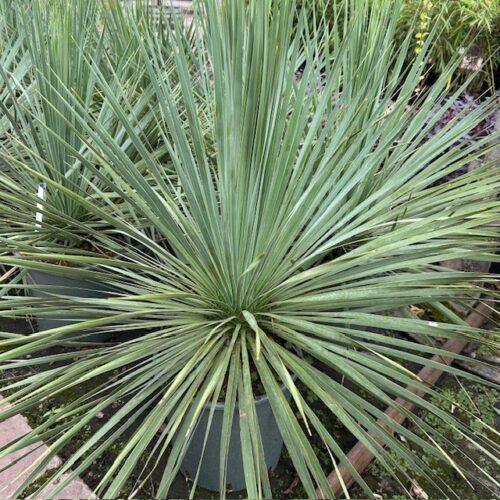 Yucca rostrata (Snavelyucca)
