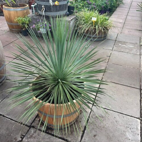 Yucca rostrata (Snavelyucca)