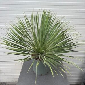 Yucca rostrata (Snavelyucca)