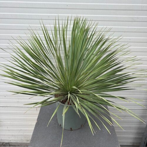 Yucca rostrata (Snavelyucca)