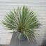 Yucca rostrata (Snavelyucca)