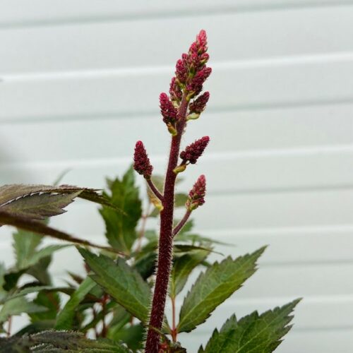 Astilbe Japonica 'Elisabeth van Veen'