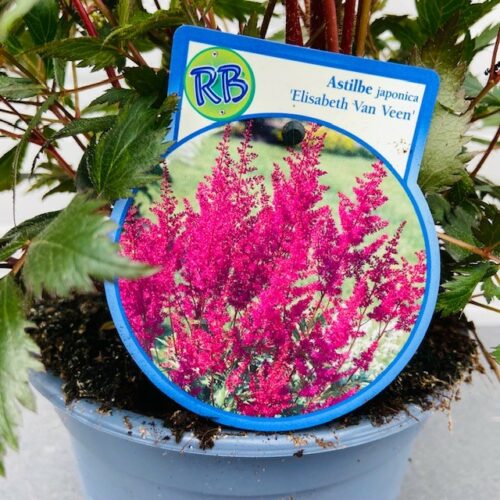 Astilbe Japonica 'Elisabeth van Veen'