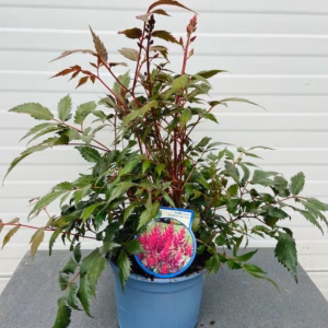 Astilbe Japonica 'Elisabeth van Veen'