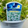Phlox 'Emerald cushion blue'