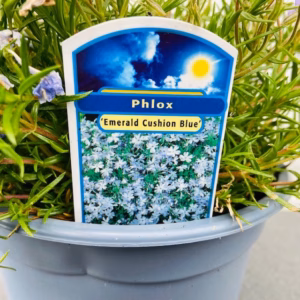 Phlox 'Emerald cushion blue'