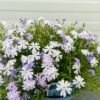 Phlox 'Emerald cushion blue'