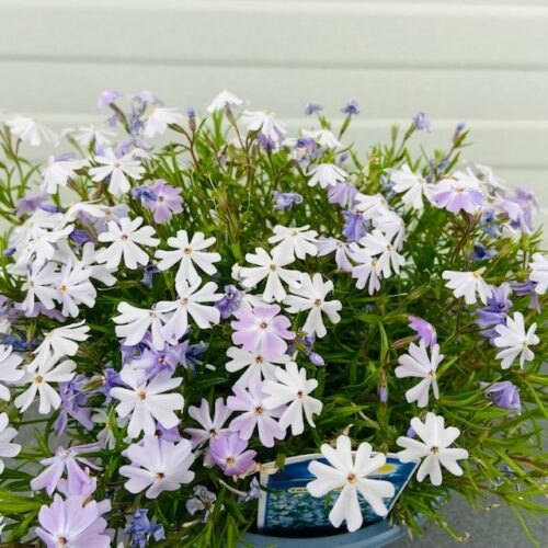 Phlox 'Emerald cushion blue'