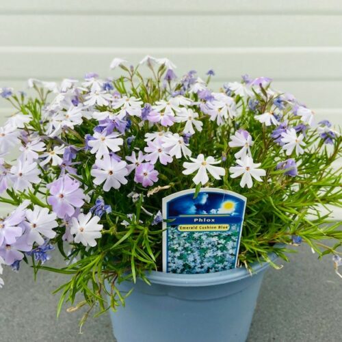 Phlox 'Emerald cushion blue'