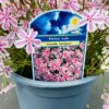 Phlox sub. Candy stripes
