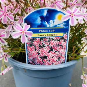 Phlox sub. Candy stripes