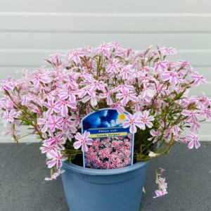 Phlox sub. Candy stripes