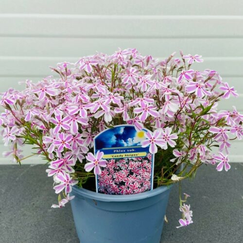 Phlox sub. Candy stripes