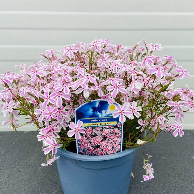 Phlox sub. Candy stripes