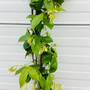 Trachelospermum jasminoides (Toscaanse Jasmijn) wit 180 cm