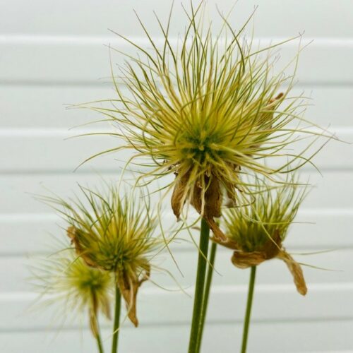 Pulsatilla vulgaris 'Alba' (Wildemanskruid)