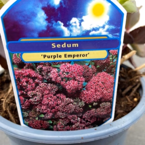 Sedum 'Purple Emperor'