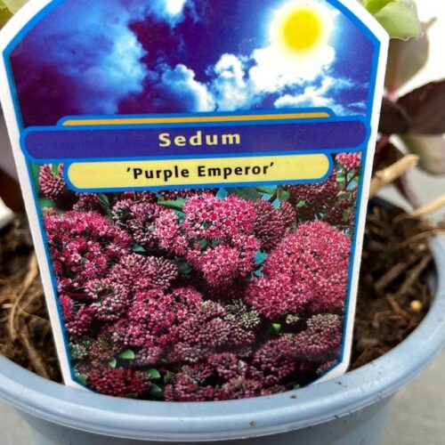 Sedum 'Purple Emperor'