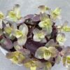 Sedum 'Purple Emperor'