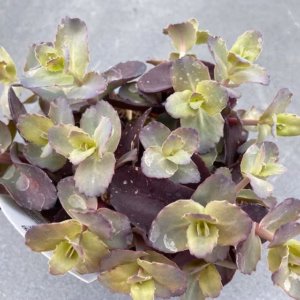 Sedum 'Purple Emperor'