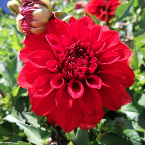 Dahlia Grandalia Dark Red