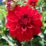 Dahlia Grandalia Dark Red