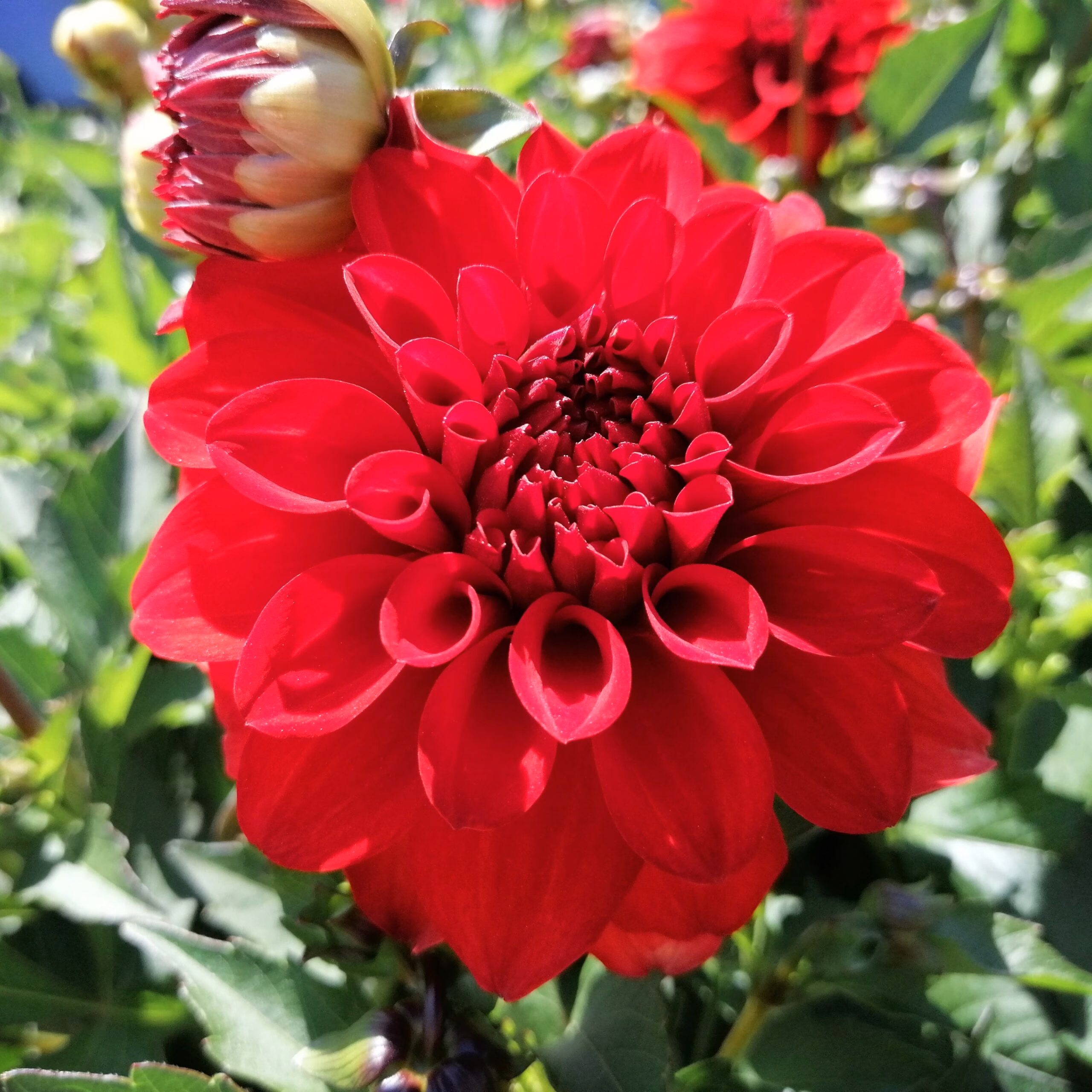 Dahlia Grandalia Dark Red
