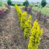 Taxus baccata David (Venijnboom)