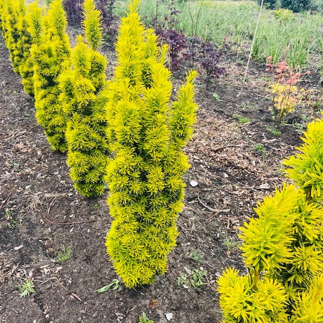 Taxus baccata David (Venijnboom)