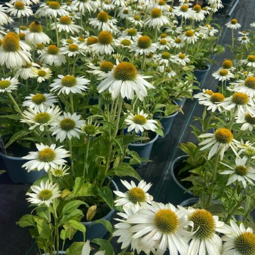 Echinacea purp. 'Alba' (Zonnehoed)